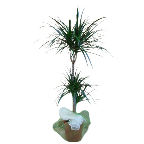 Dracena Marginata