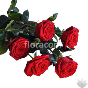 Rose lunghe, mazzo di 5 steli confezionato.