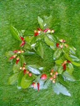 coroncina laurea