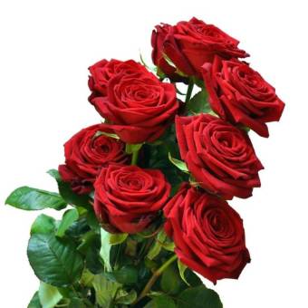 Bouquet rose rosse - Angolo Fiorito Pisa
