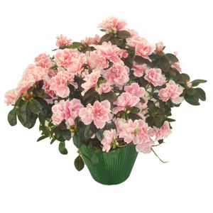 Pianta azalea