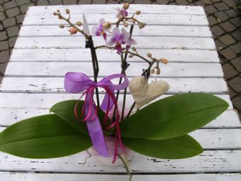 Pianta di orchidea phaleonopsis