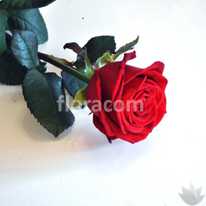 Rosa lunga singola confezionata.