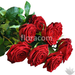 Rose lunghe, 6 o più steli