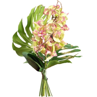 cimbidium