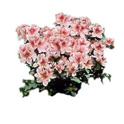 azalea