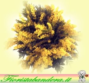 Mazzo di mimosa