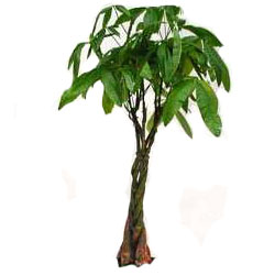 pachira acquatica cm.150