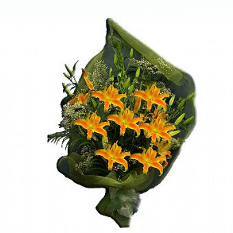 Lilium colorati