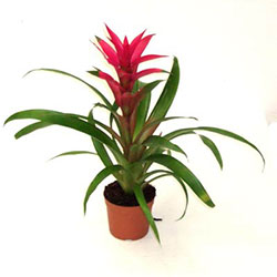 bromelia