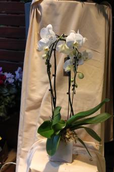 phalenopsis con portavaso