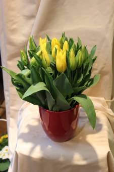bq di tulipani