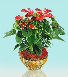 Pianta di anthurium
