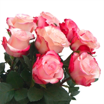 rose colori vari