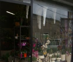 Foto Fata Flora di Sanzò Andrea 