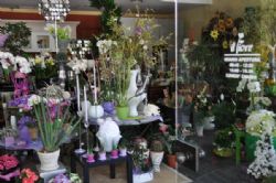 Shopping il fiore di Colpani Angiolina